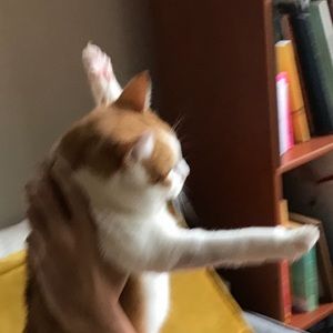 Meet your Posher, Jesso